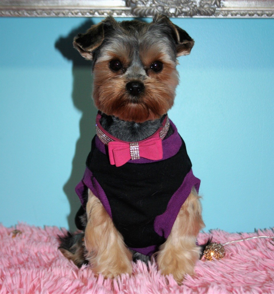 Pretty kali castel d'argent