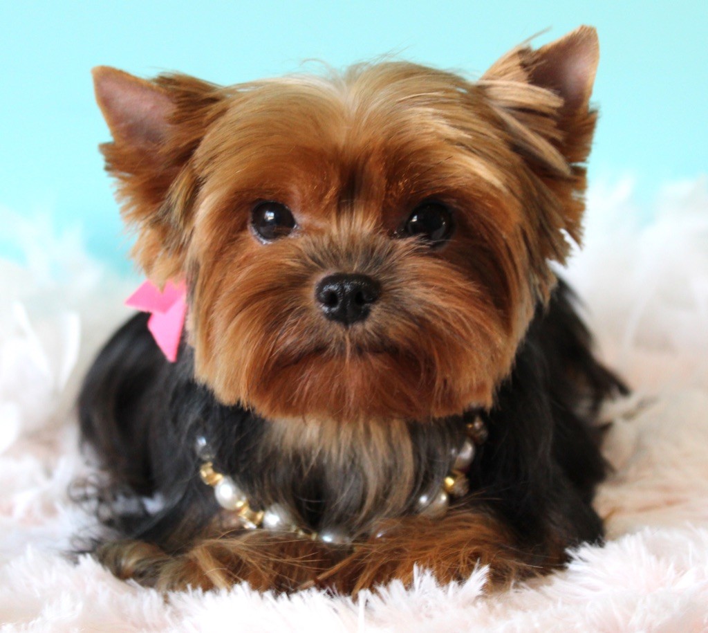 Vanessa vivat zhubrit