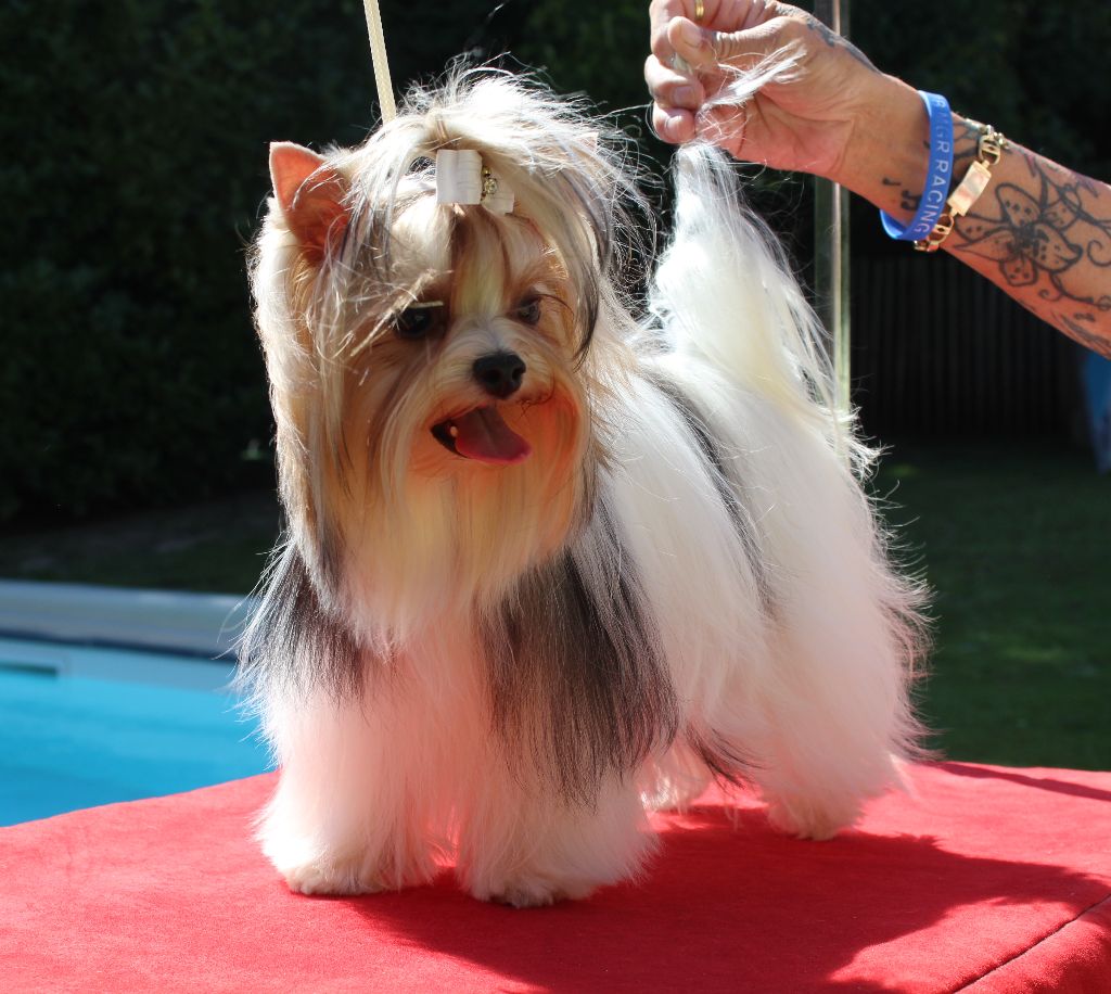 Bella liza diamond empire