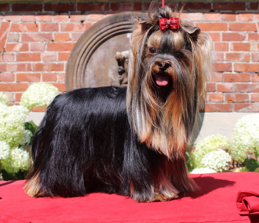 Pepsi cola violin for my band